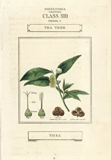Tea tree, Camellia sinensis
