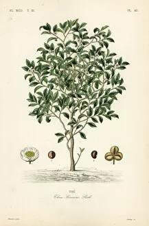 Maubert Gallery: Tea tree or tea plant, Camellia sinensis