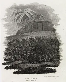 Tea Tree, Thea Bohea, China