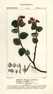 Teaberry, Gaultheria domingensis