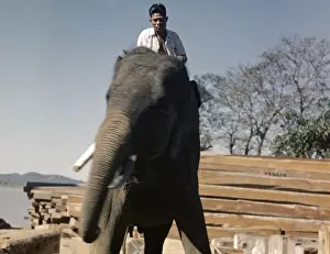 Teak mill - elephant - Moulmein