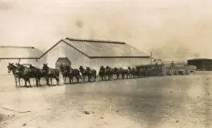 Freight Prints: Team of 20 mules, High Point, North Carolina, USA
