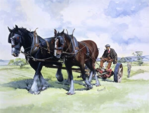 Horses Gallery: A team of working horses at work