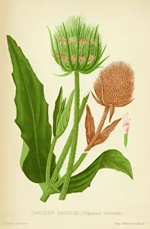 TEASEL