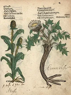 Niger Gallery: Teasel, Dipsacus fullonum, and pale globe