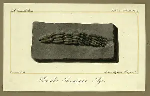 Lyme Prints: Teeth of Acrodus anningiae Agassiz