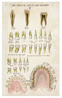 Images Dated 11th October 2007: Teeth of adults and children
