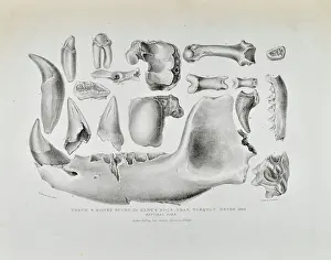 Finds Prints: Teeth and bones from Kent's Cavern