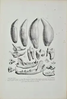 Artefacts Prints: Teeth and jaws from Kent's Cavern