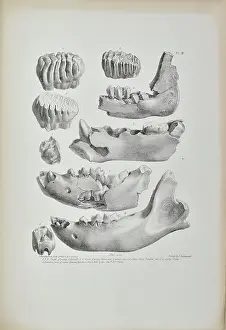 Artefacts Prints: Teeth and jaws from Kent's Cavern