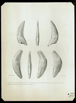 Finds Prints: Teeth from Kent's Cavern