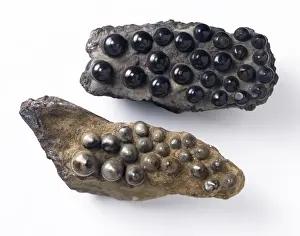 Teeth Prints: Teeth of Lepidotes