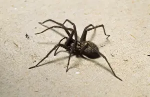 Tegenaria gigantia, house spider