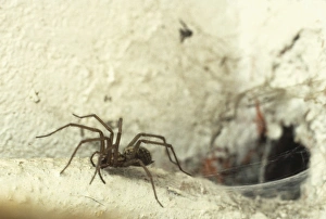 Araneae Gallery: Tegenaria gigantia, house spider