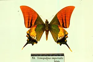 Teinopalpus aureus, golden Kaiser-I-Hind