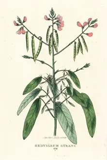 Classes Prints: Telegraph plant, Codariocalyx motorius