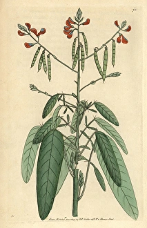 Telegraph or semaphore plant, Codariocalyx motorius Telegraph or semaphore plant, Codariocalyx motorius