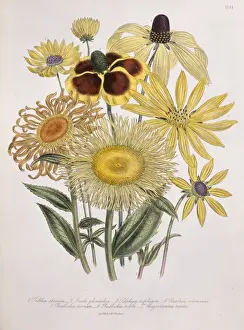 Bunch Prints: Telekia speciosa, telekia