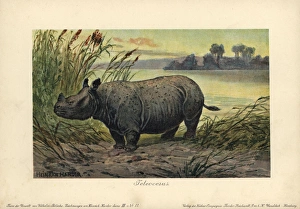 Miocene Gallery: Teleoceras, extinct genus of grazing rhinoceros