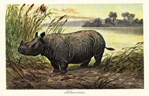 Pleistocene Prints: Teleoceras, extinct genus of grazing rhinoceros