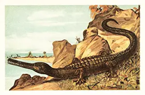 Teleosaurus cadomensis, extinct species of marine crocodile