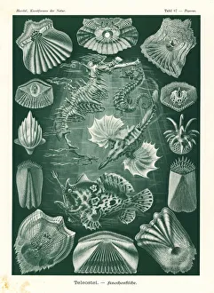 Glitsch Gallery: Teleostei or ray-finned fish