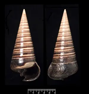 Telescopium telescopium, telescope shell