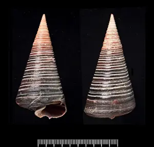 Conical Prints: Telescopium telescopium, telescope shell