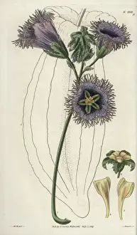 Telfairia pedata, oyster nut, queens nut