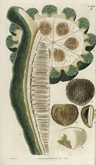 Embryo Gallery: Telfairia pedata, oyster nut, queens nut