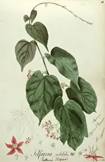 Volubilis Prints: Telfairia volubilis