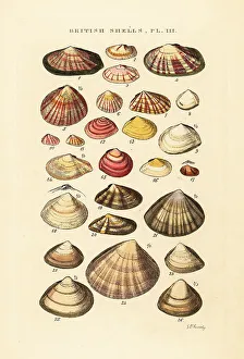 Gastropod Prints: Tellin shells, Tellina crassa, Psammobia, Mactra. etc