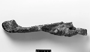 Euornithopoda Collection: Telmatosaurus transylvanicus