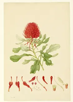 Telopea speciosissima, waratah