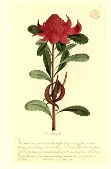 Telopea speciosissima, waratah