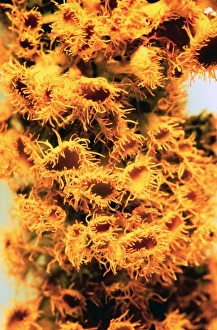 Teloschistes chrysopthalmus, lichen Teloschistes chrysopthalmus, lichen