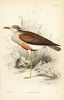 Swainson Prints: Temmincks courser, Cursorius temminckii