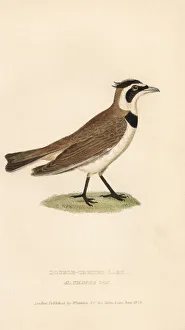 Alauda Gallery: Temmincks lark, Eremophila bilopha