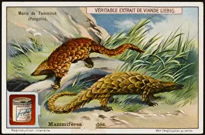 Termite Prints: Temmincks Pangolin