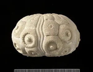 Temnocidaris sceptrifera, fossil echinoid