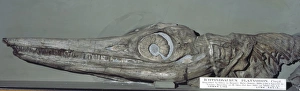 Temnodontosaurus platyodon (Conybeare) Temnodontosaurus platyodon (Conybeare)