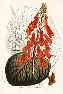 Temple bells, Smithiantha cinnibarina
