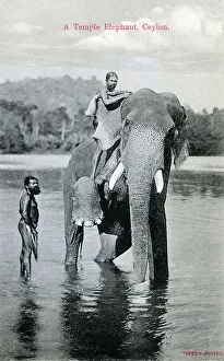 Tusks Prints: A Temple Elephant, Sri Lanka