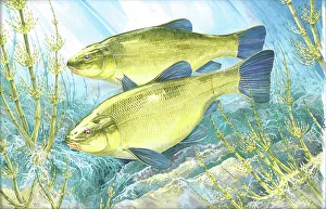 Tench Prints: Tench
