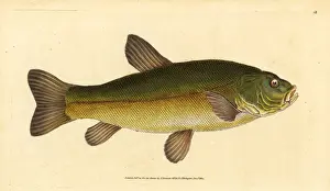 Tench, Tinca tinca