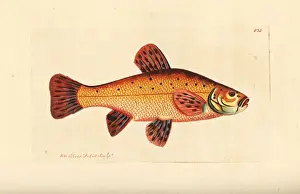 Tench, Tinca tinca