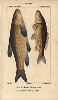 Carpio Collection: Tench, Tinca tinca, and carp, Cyprinus carpio