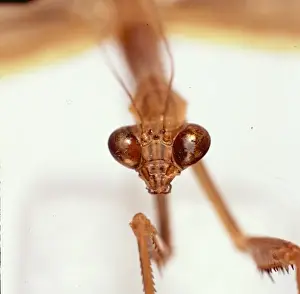 Tendera aridfolia, Chinese praying mantis