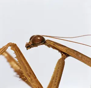 Predator Prints: Tendera aridfolia, Chinese praying mantis