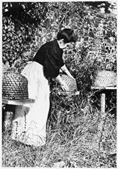 Bee Keeping Prints: Tending the Bees